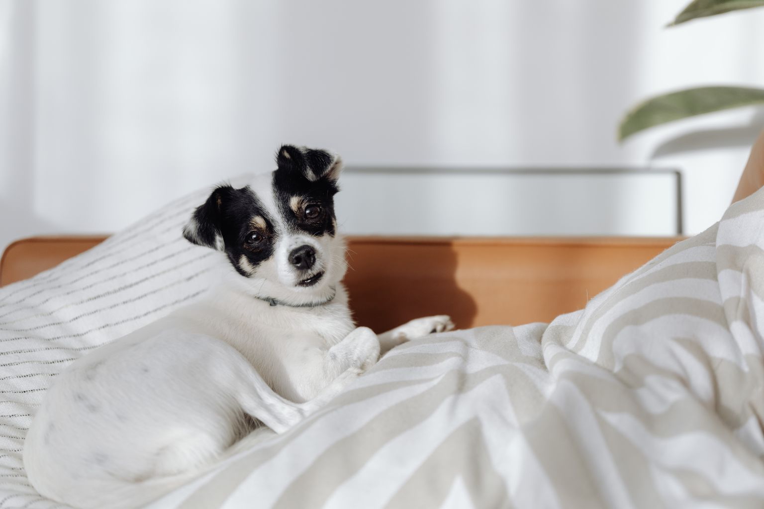 Small dog resting on clean bedding in a pet-friendly bedroom