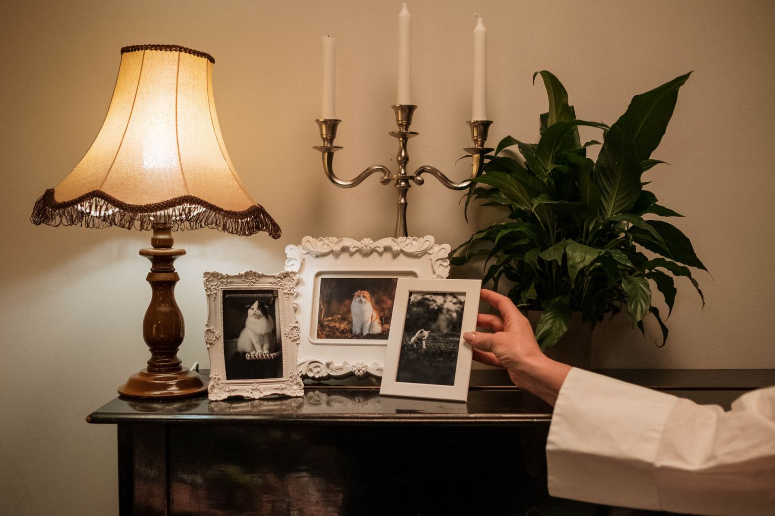 Framed pet photos on a memorial table, a common pet cremation add-on