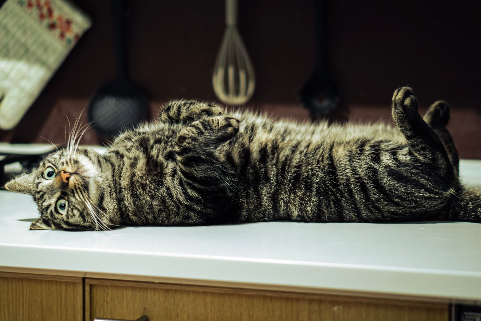 Tabby cat stretched out on a kitchen counter, a reminder to pet-proof your kitchen