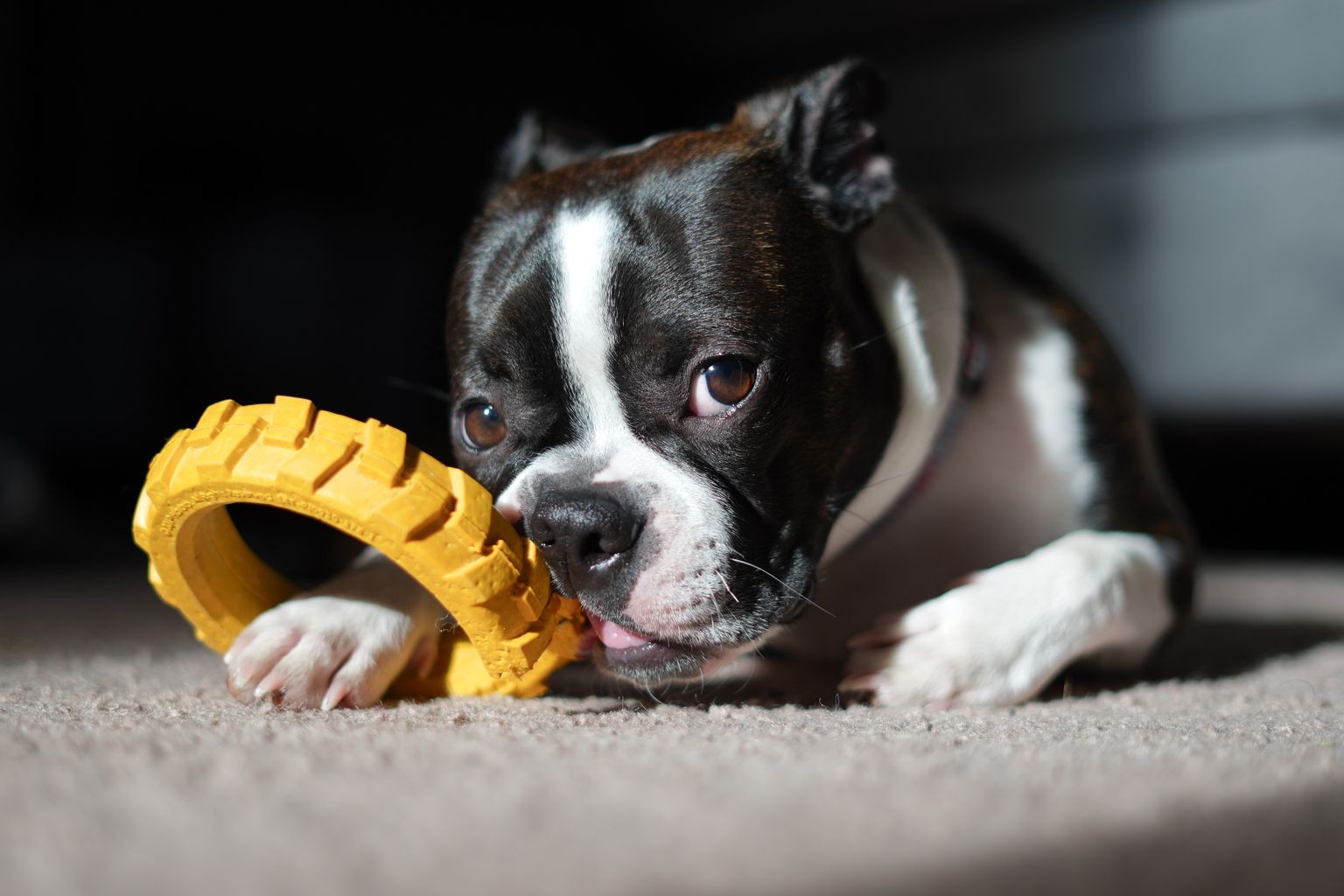 puppy chew toys for teething