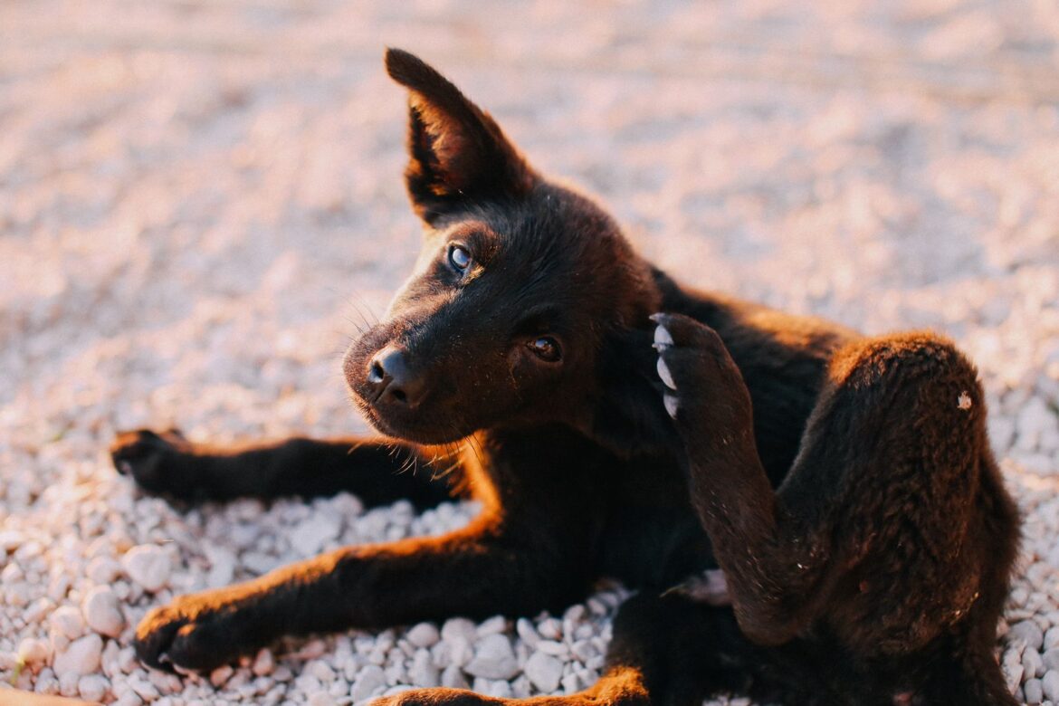 how to get rid of fleas on dogs