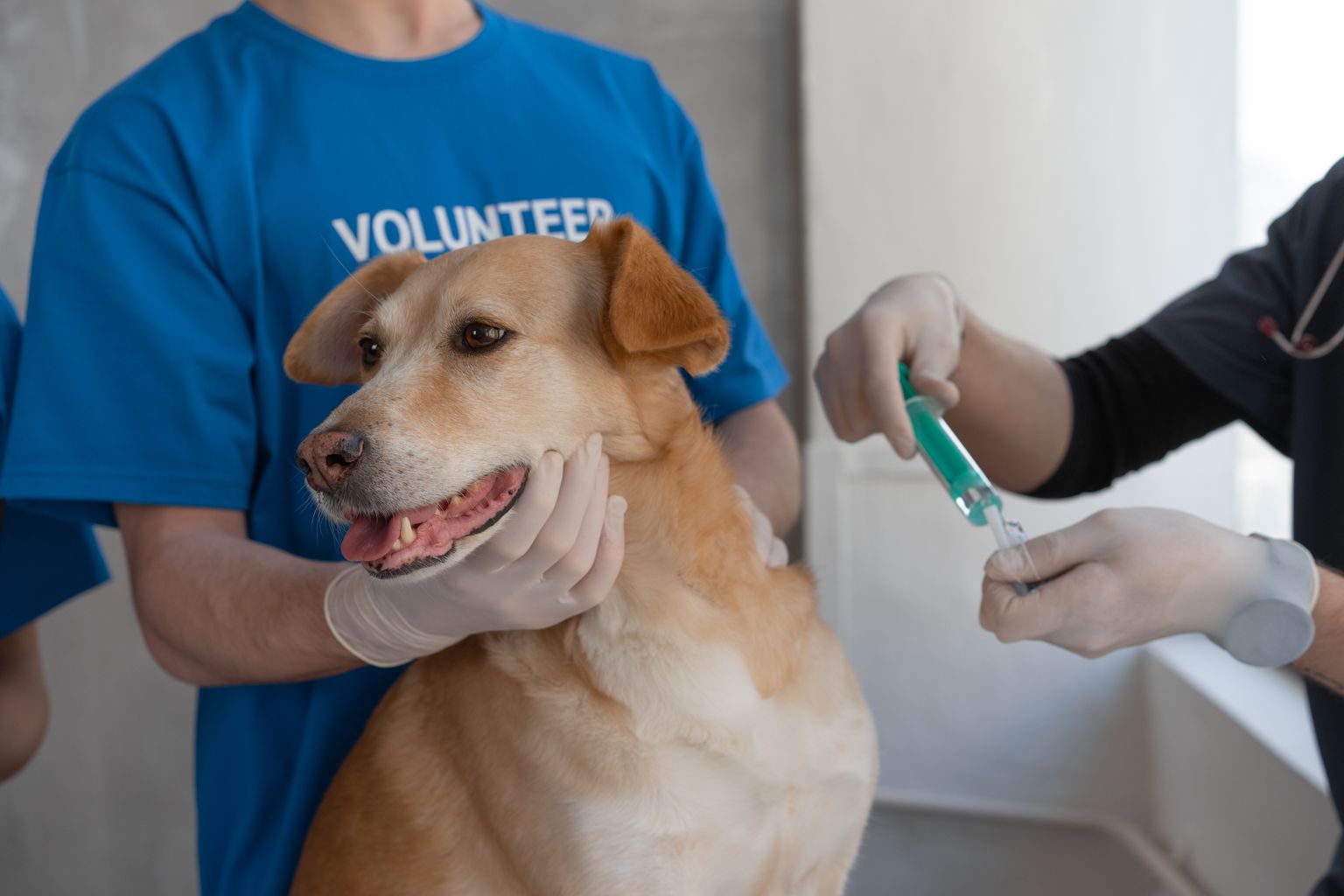 Veterinarian vaccinating a puppy as part of the puppy vaccine schedule