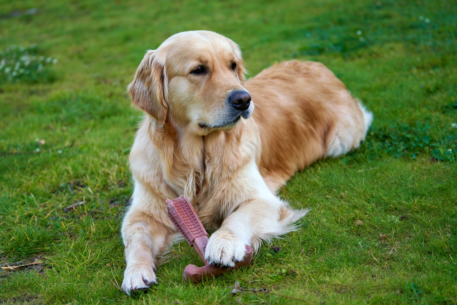 safe chew toys for dogs