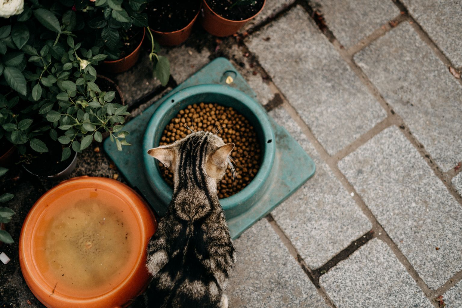 tabby cat eating dry cat food kibble