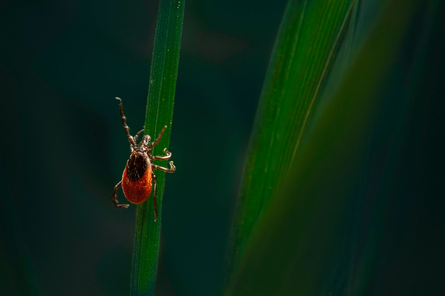 Tick waiting on a blade of grass, which is how dogs pick up ticks