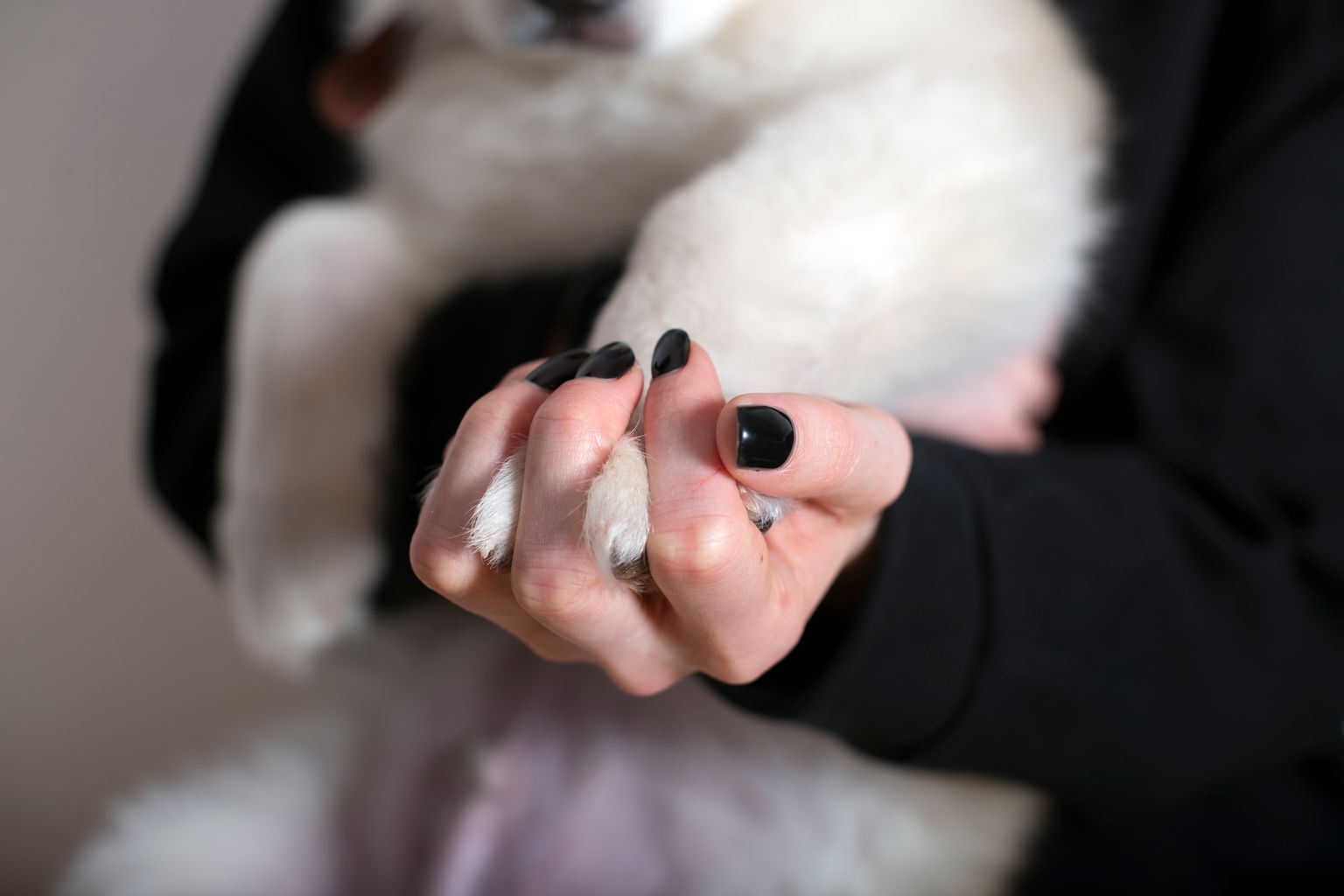 Owner gently holding a dog's paw to get the dog used to nail trimming