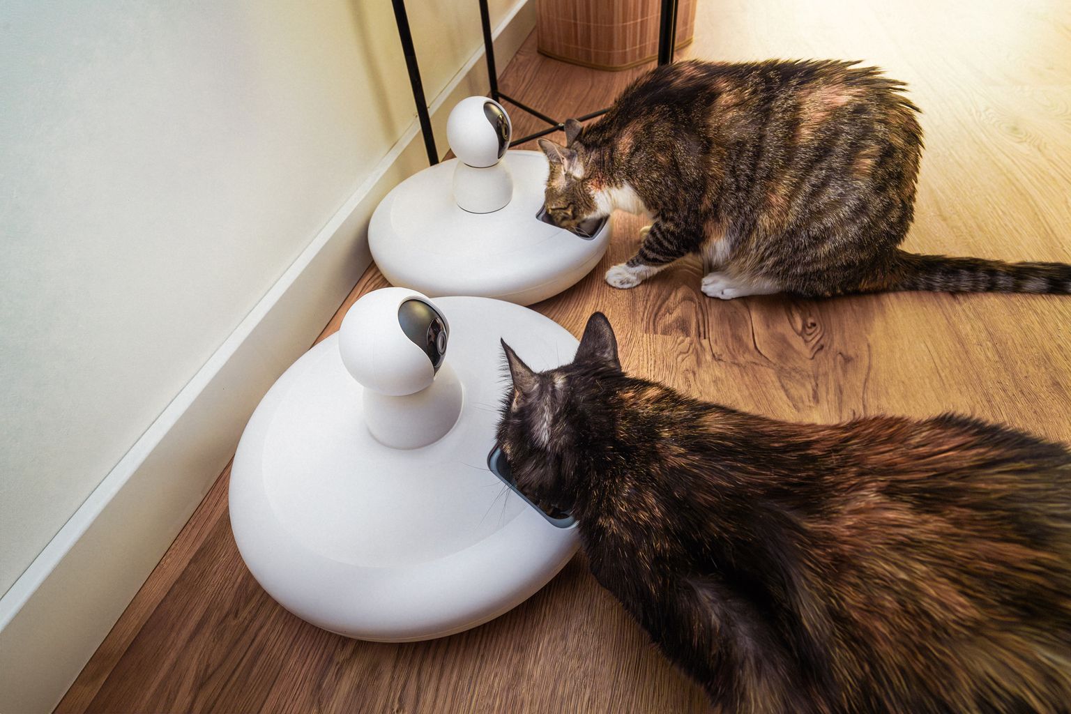 two cats eating from separate feeders