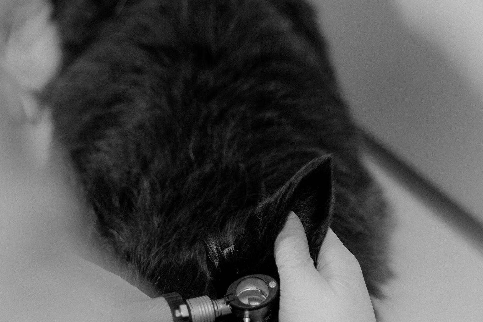vet checking a cat's ear for ear mites with an otoscope