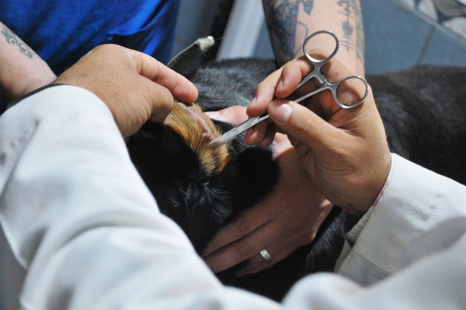 veterinarian checking a dog's ear for signs of infection
