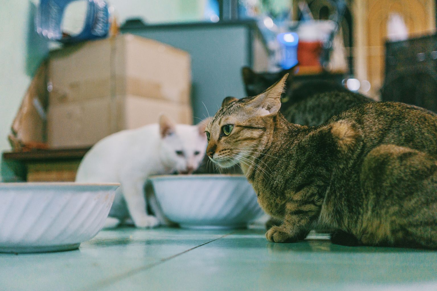 Indoor cats eating wet and dry cat food together