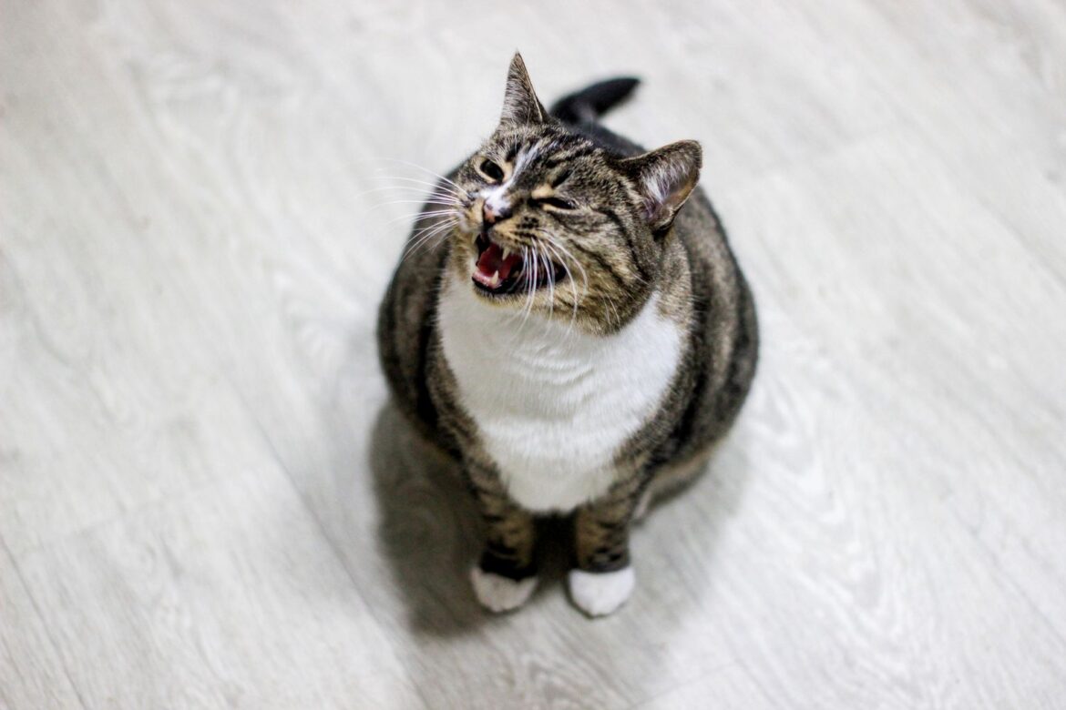 why is my cat meowing so much all of a sudden